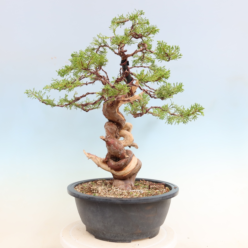 Venkovní bonsai - Juniperus chinensis Itoigawa-Jalovec čínský
