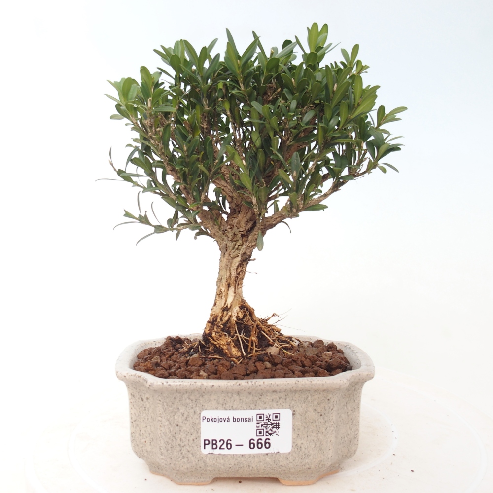 Pokojová bonsai - Buxus harlandii -korkový buxus