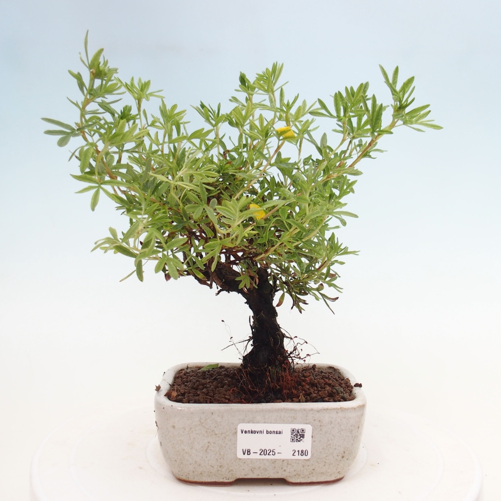Venkovní bonsai-Mochna křovitá - potentila fruticosa yellow Bird