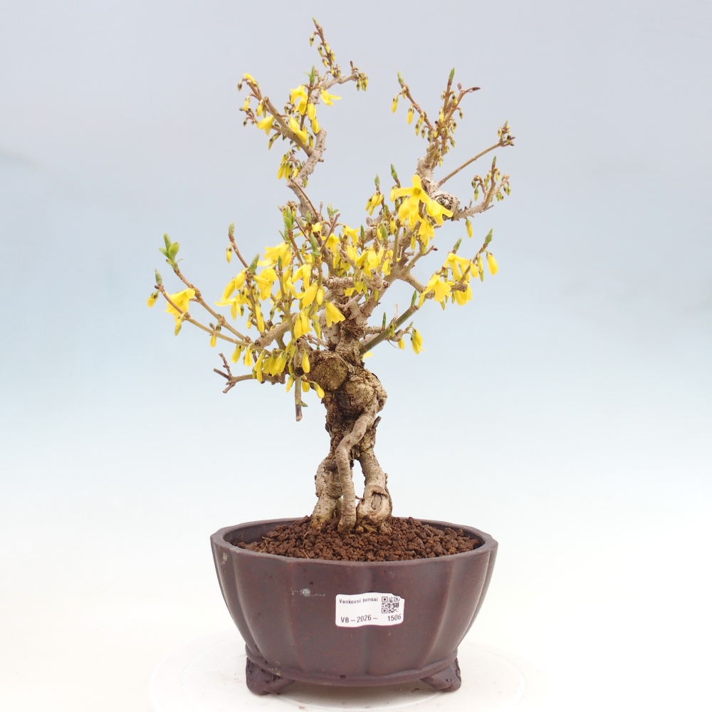 Venkovní bonsai - Zlatice - Forsythia koreana