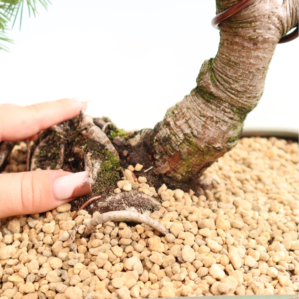 Venkovní bonsai - Pinus mugo Humpy  - Borovice kleč