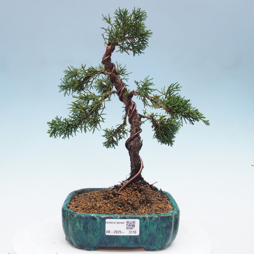 Venkovní bonsai - Juniperus chinensis Kishu -Jalovec čínský