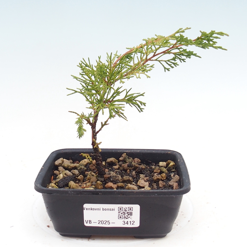 Venkovní bonsai - Juniperus chinensis Itoigawa -Jalovec čínský