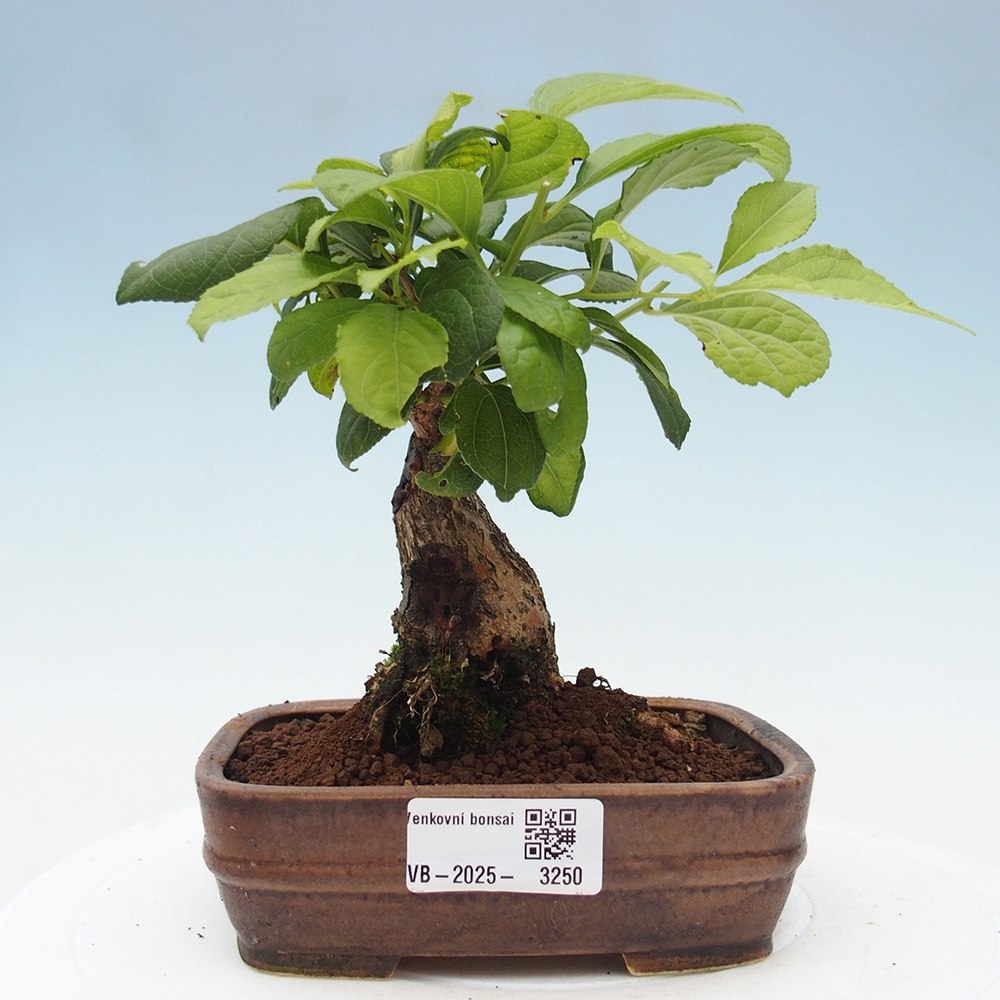 Venkovní bonsai - Celastrus  orbiculatus - Jesenec okrouhlolistý