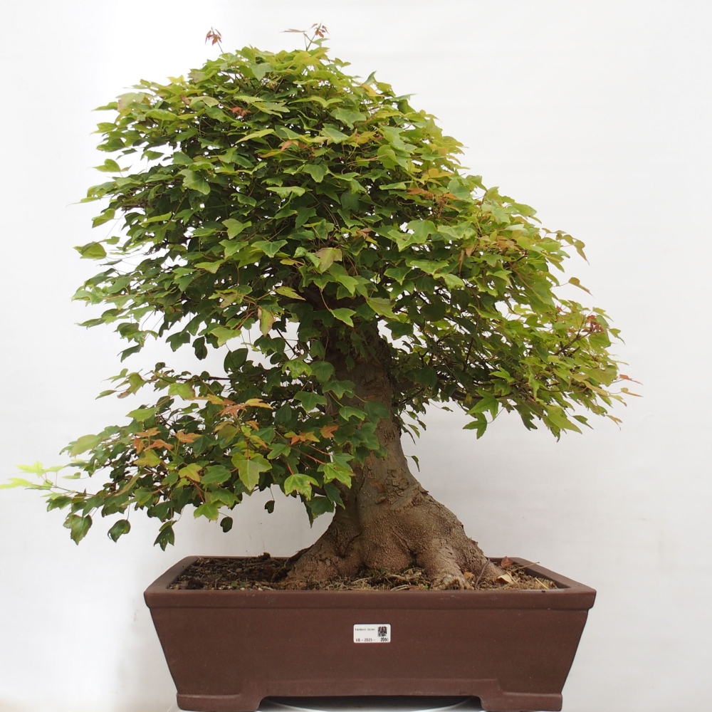 Venkovní bonsai - Acer Buergerianum - Javor Burgerův