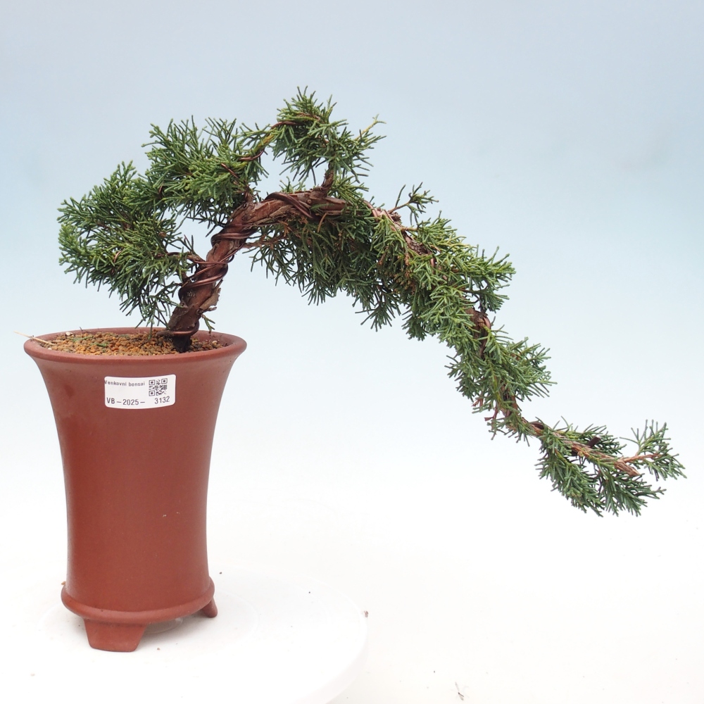 Venkovní bonsai - Juniperus chinensis Kishu -Jalovec čínský