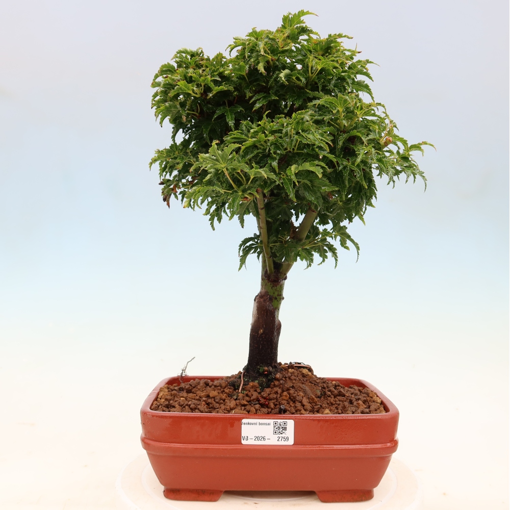 Venkovní bonsai -Javor dlanitolistý Acer palmatum Shishigashira