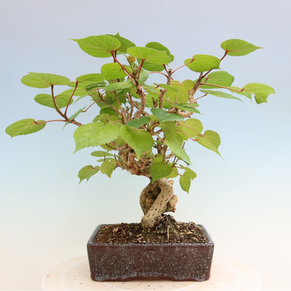 Pokojová bonsai - Hibiscus tiliaceus - Ibišek lípovitý, morský