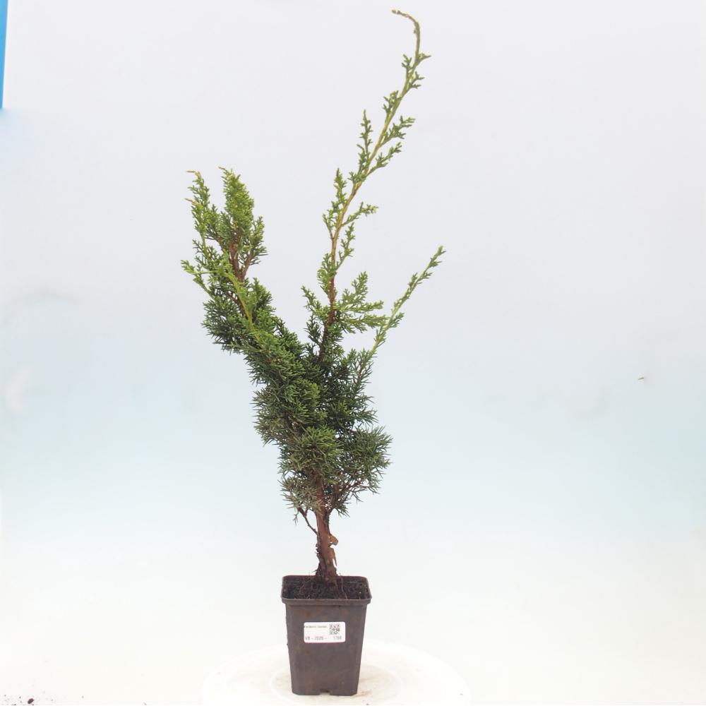 Venkovní bonsai - Juniperus chinensis Kishu -Jalovec čínský