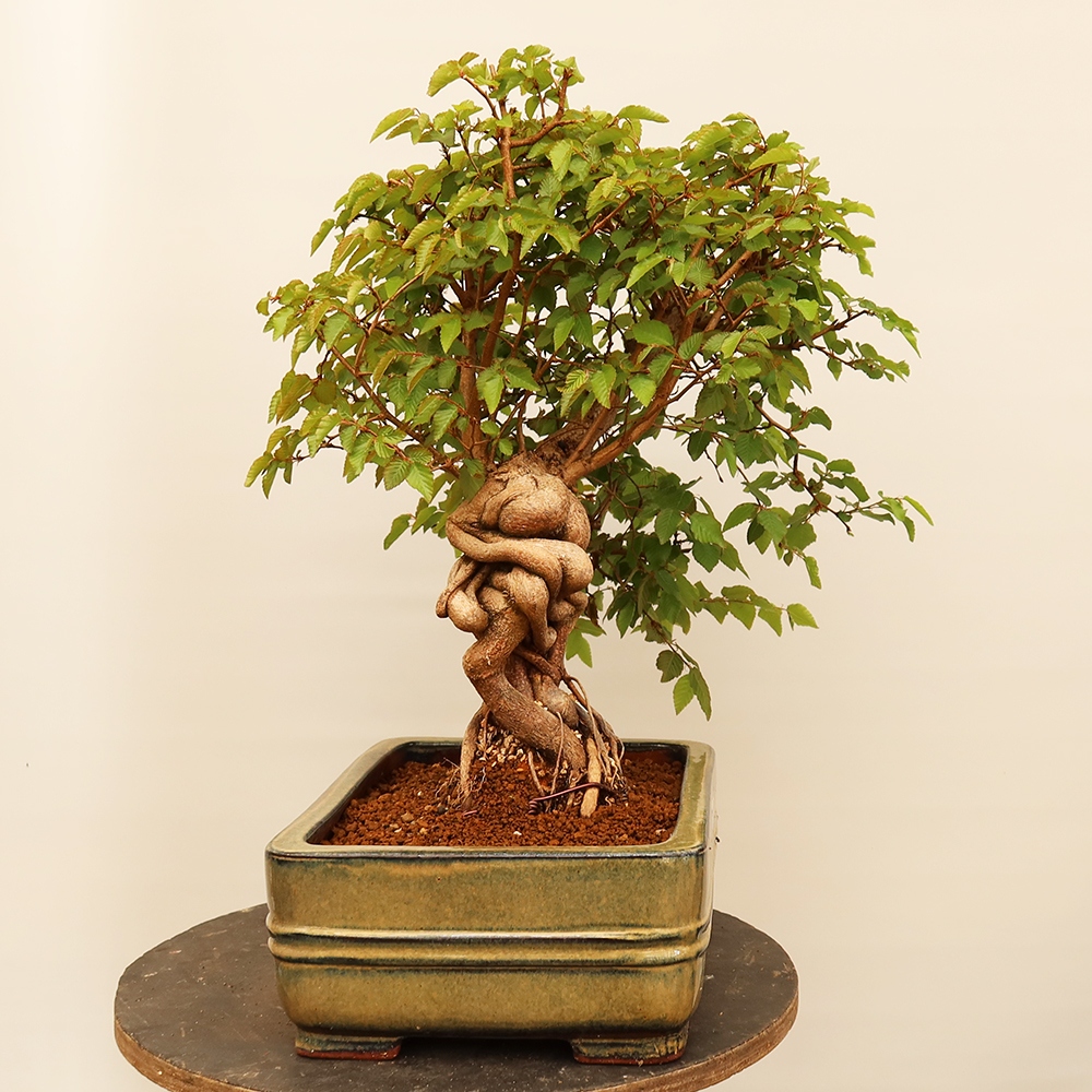 Venkovní bonsai -Carpinus Coreana - Habr korejský