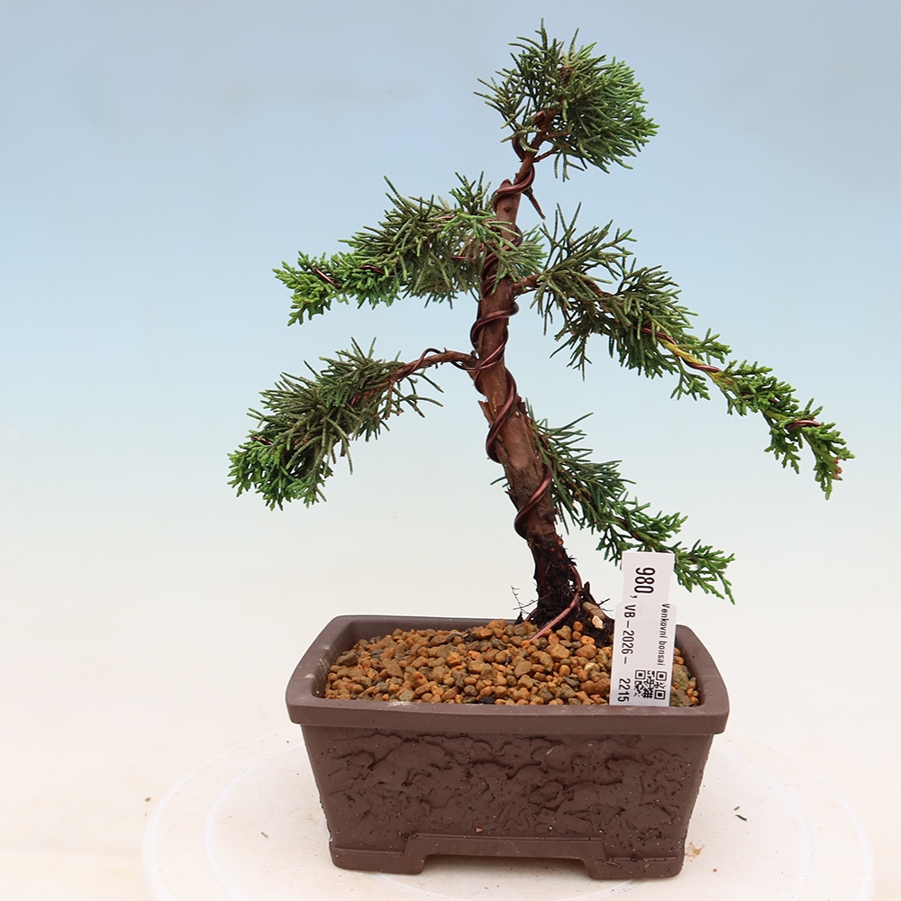 Venkovní bonsai - Juniperus chinensis Kishu -Jalovec čínský