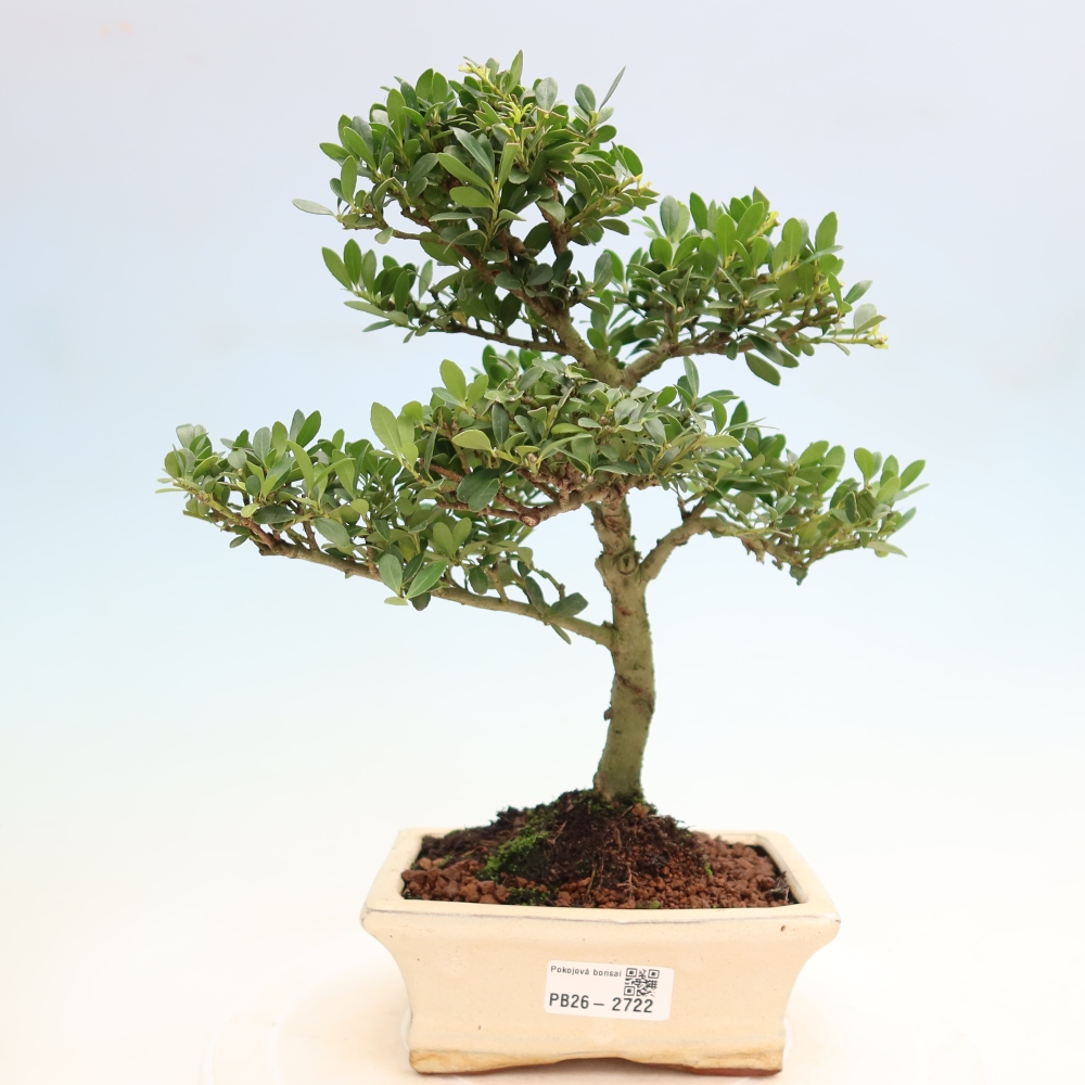 Pokojová bonsai - Ilex crenata - Cesmína