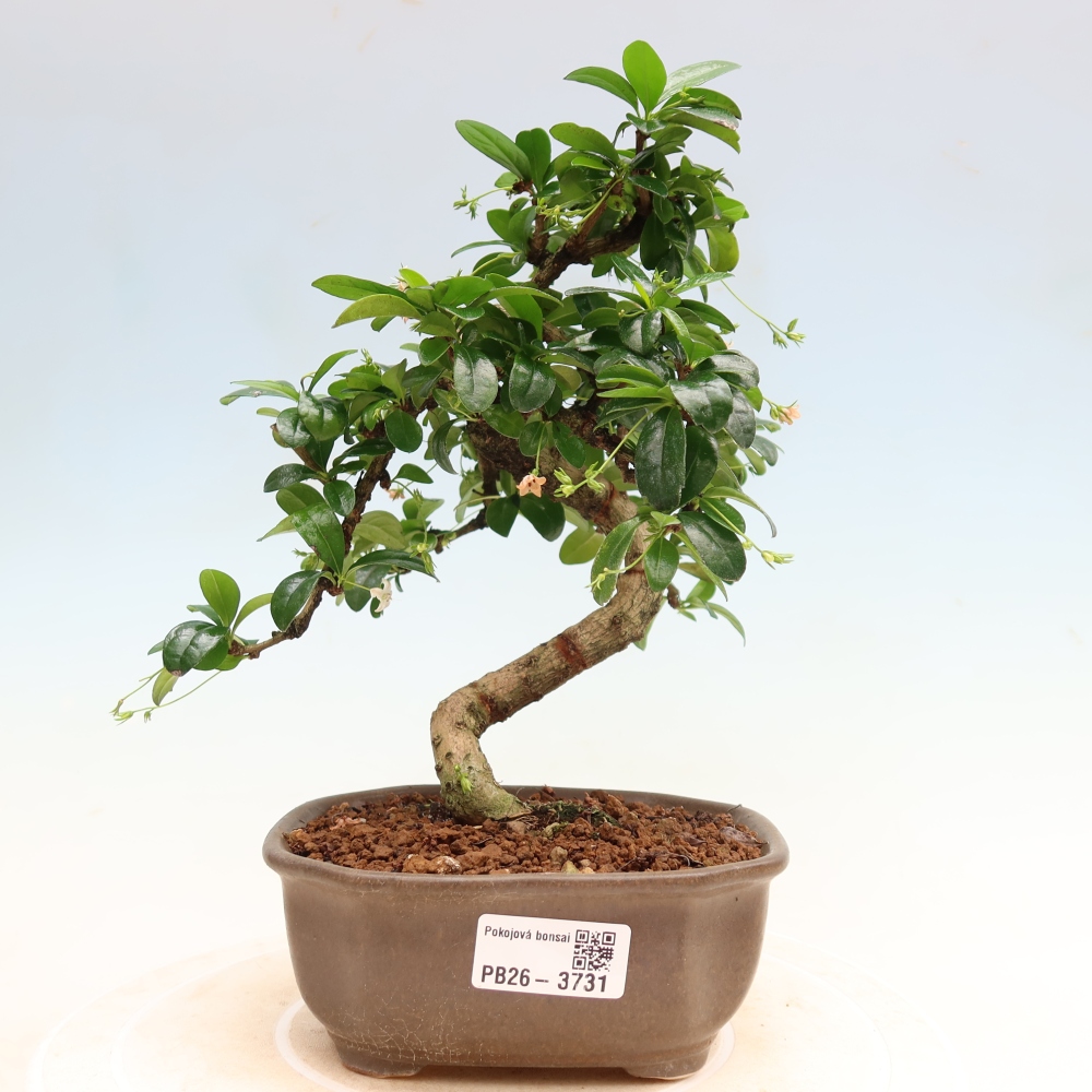 Pokojová bonsai - Carmona macrophylla - Čaj fuki