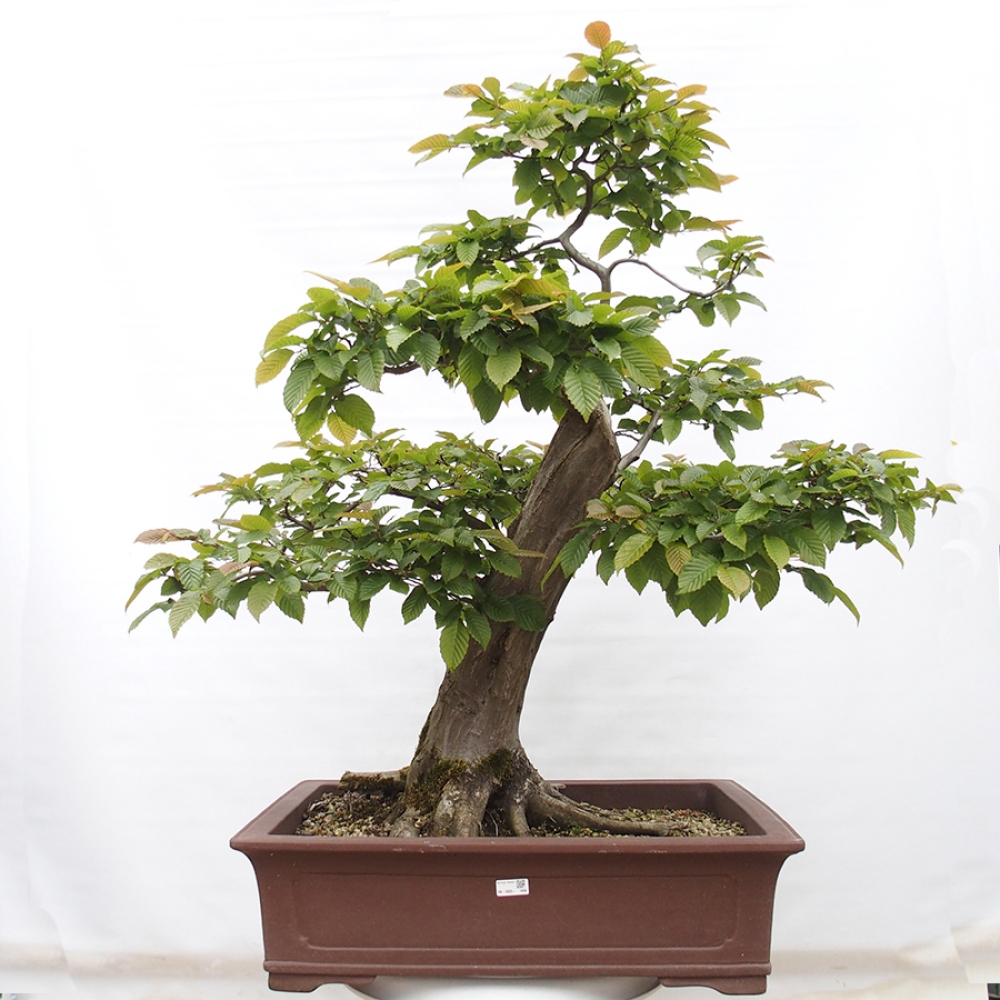Venkovní bonsai - Habr obecný - Carpinus betulus