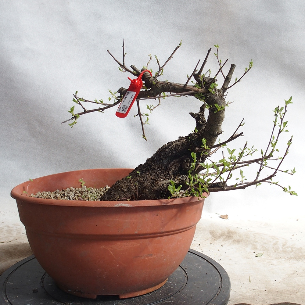 Venkovní bonsai -Mahalebka - Prunus mahaleb