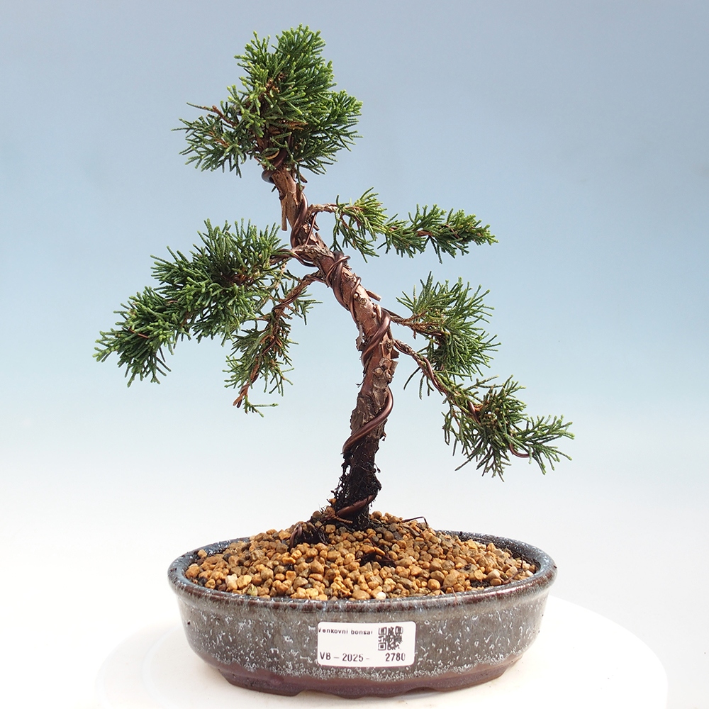 Venkovní bonsai - Juniperus chinensis Kishu -Jalovec čínský