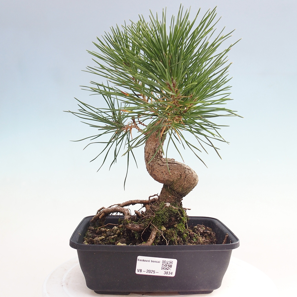 Venkovní bonsai - Pinus thunbergii - Borovice thunbergova