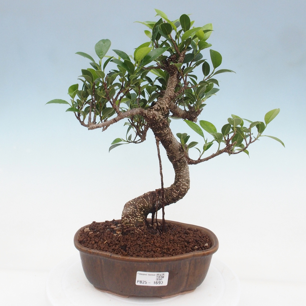 Pokojová bonsai - Ficus retusa -  malolistý fíkus
