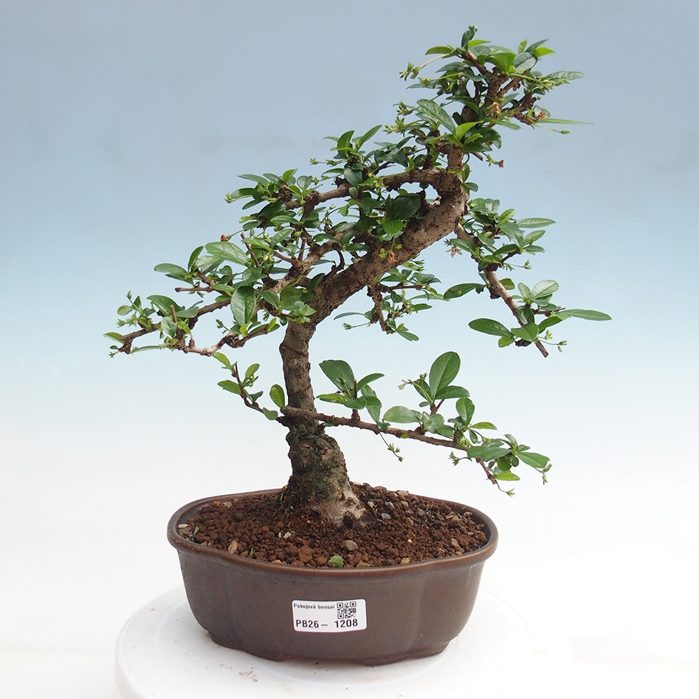 Pokojová bonsai - Carmona macrophylla - Čaj fuki