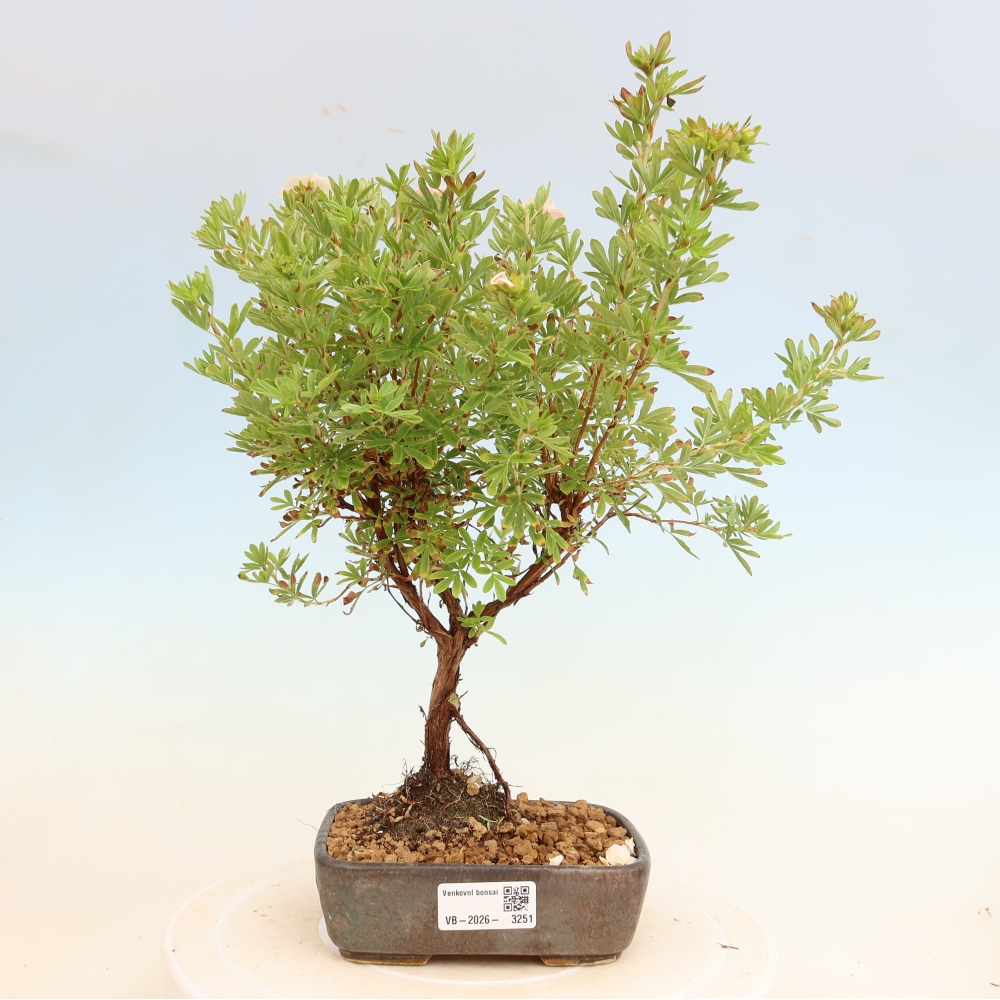 Venkovní bonsai-Mochna křovitá - Potentila fruticosa Bellissima