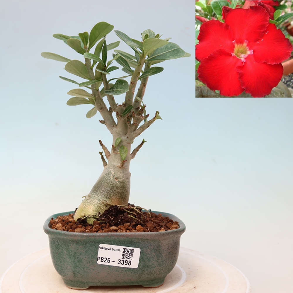 Pokojová bonsai - Adenium obesum Red Star - Pouštní růže