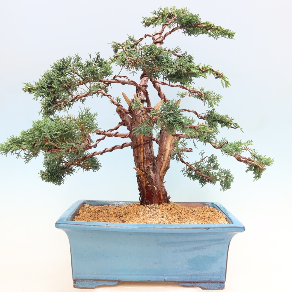 Venkovní bonsai - Juniperus chinensis Kishu -Jalovec čínský