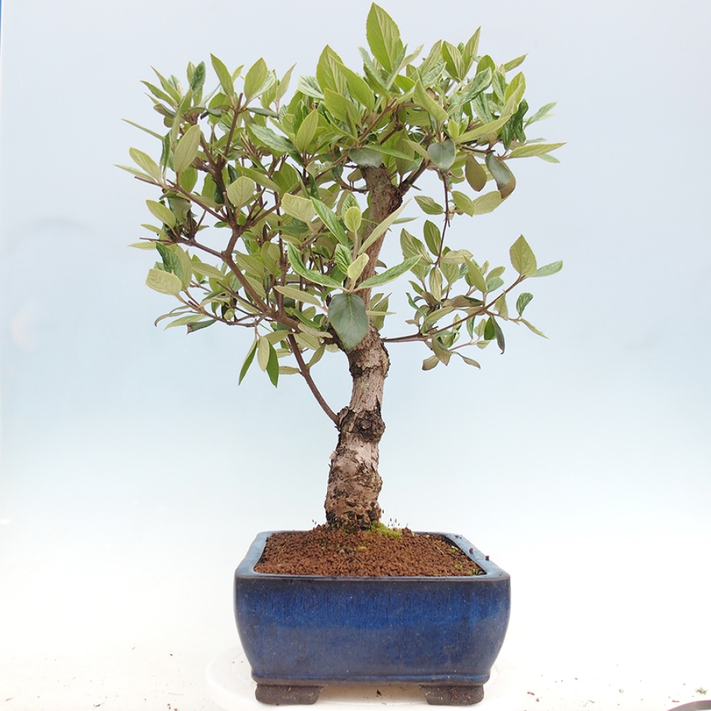 Venkovní bonsai-Kalina Bodnanská - Viburum carlesii hemsi