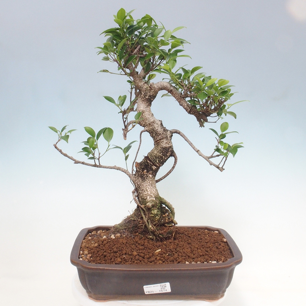 Pokojová bonsai - Ficus kimmen -  malolistý fíkus