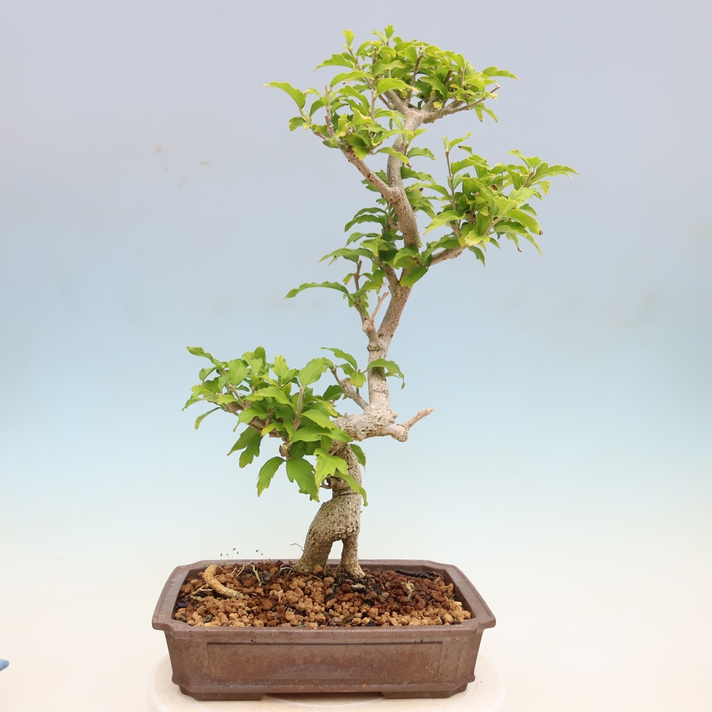 Venkovní bonsai - Hibiscus syriacus - Ibišek syrský