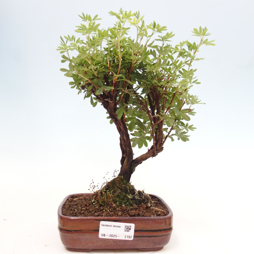 Venkovní bonsai-Mochna křovitá - potentila fruticosa yellow Bird