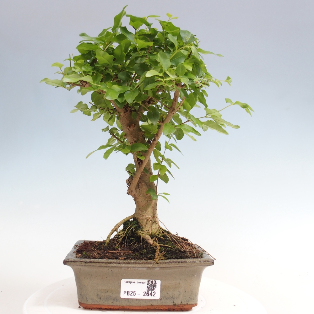 Pokojová bonsai -Ligustrum chinensis - Ptačí zob