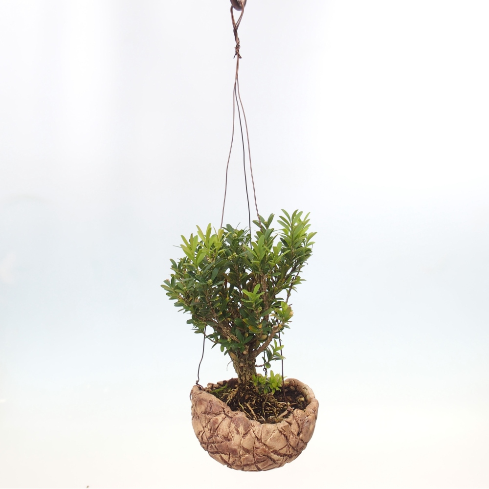Kokedama v keramice - Buxus harlandii - korkový buxus