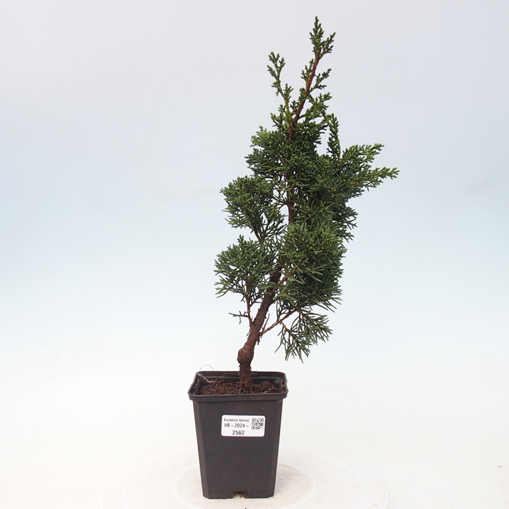 Venkovní bonsai - Juniperus chinensis Kishu -Jalovec čínský