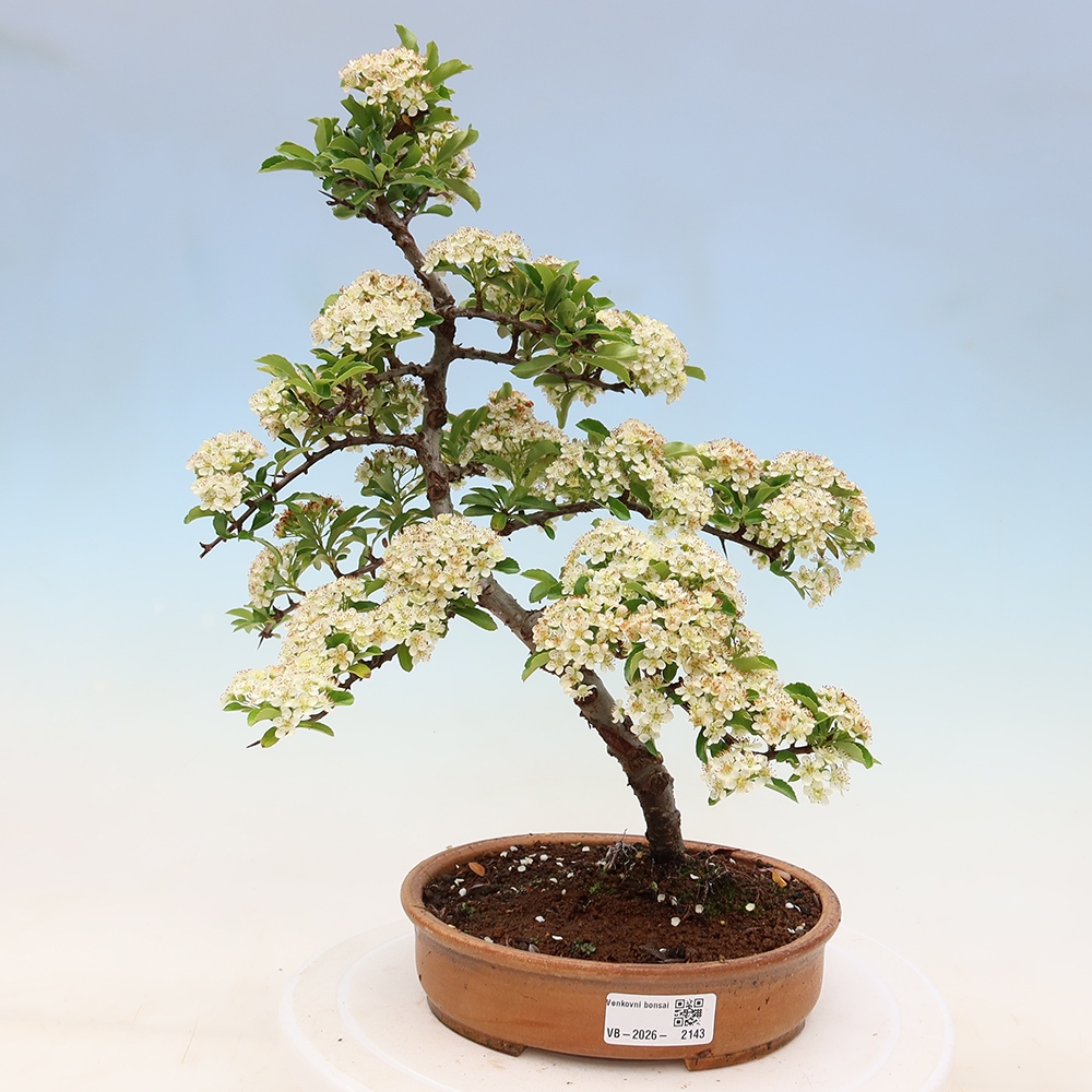 Venkovní bonsai - Pyracantha teton - Hlohyně šarlatová
