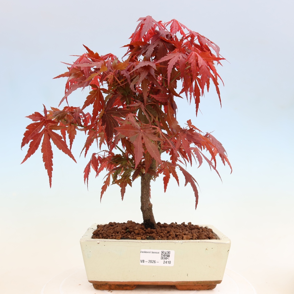 Venkovní bonsai - Acer palm. Atropurpureum-Javor dlanitolistý