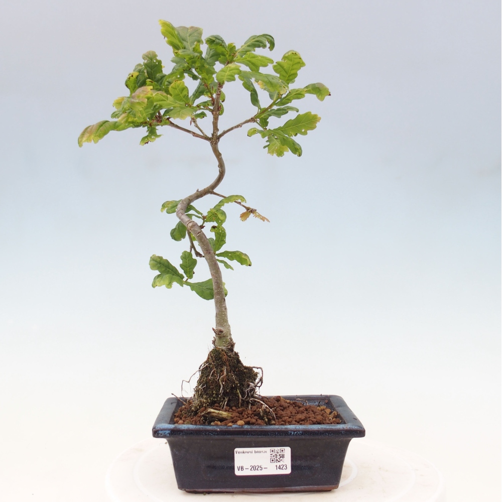 Venkovní bonsai - Quercus robur - Dub letní