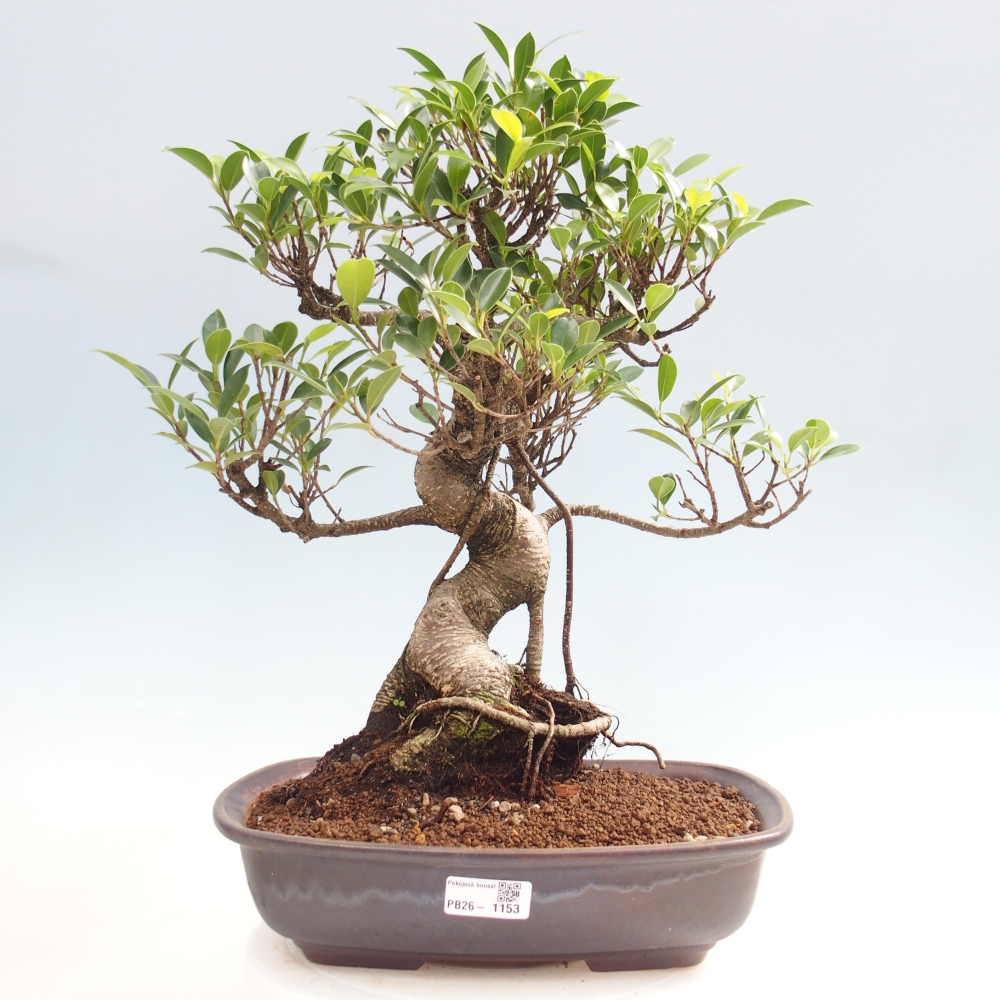 Pokojová bonsai - Ficus kimmen -  malolistý fíkus