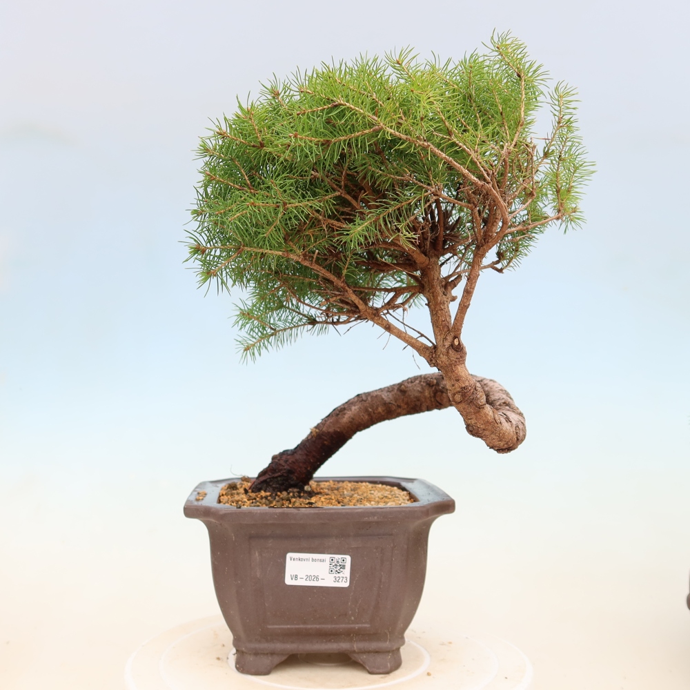 Venkovní bonsai- Smrk kulovitý - Picea glauca globe