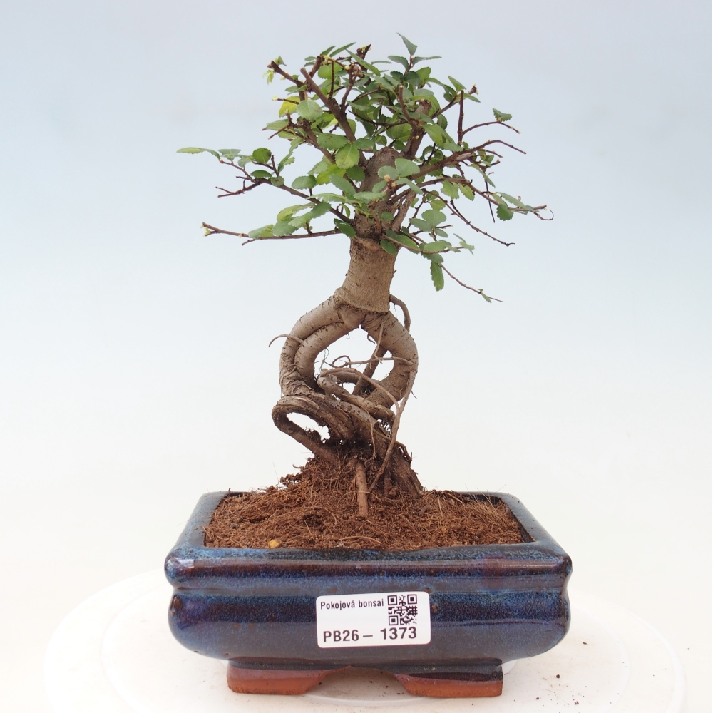 Pokojová bonsai - Ulmus parvifolia - Malolistý jilm