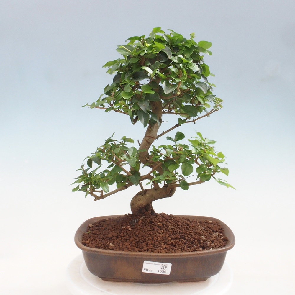 Pokojová bonsai -Ligustrum chinensis - Ptačí zob
