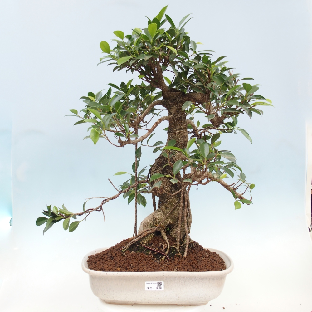 Pokojová bonsai - Ficus kimmen -  malolistý fíkus - POUZE OSOBNÍ ODBĚR nebo paletová přeprava