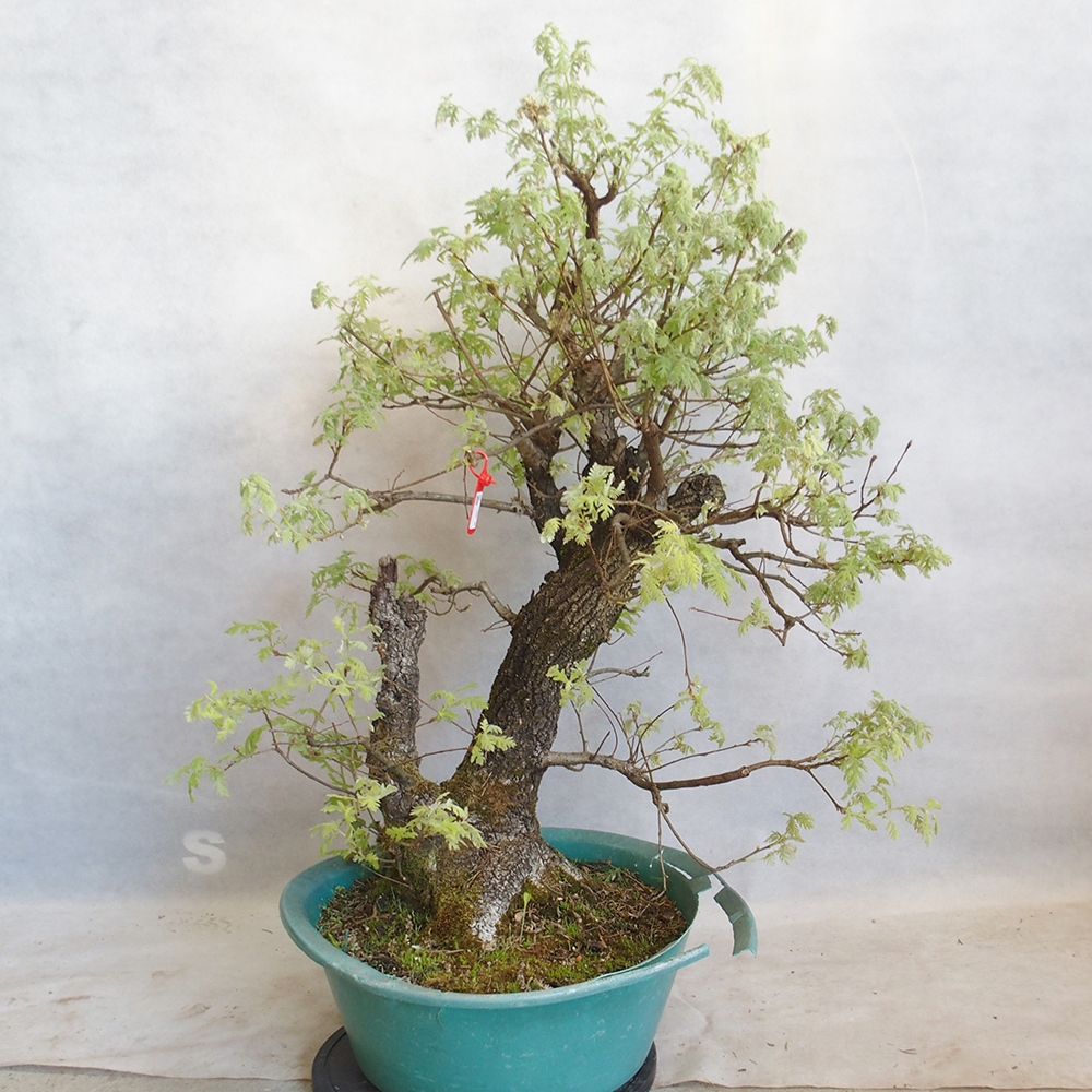 Venkovní bonsai Quercus Cerris - Dub Cer