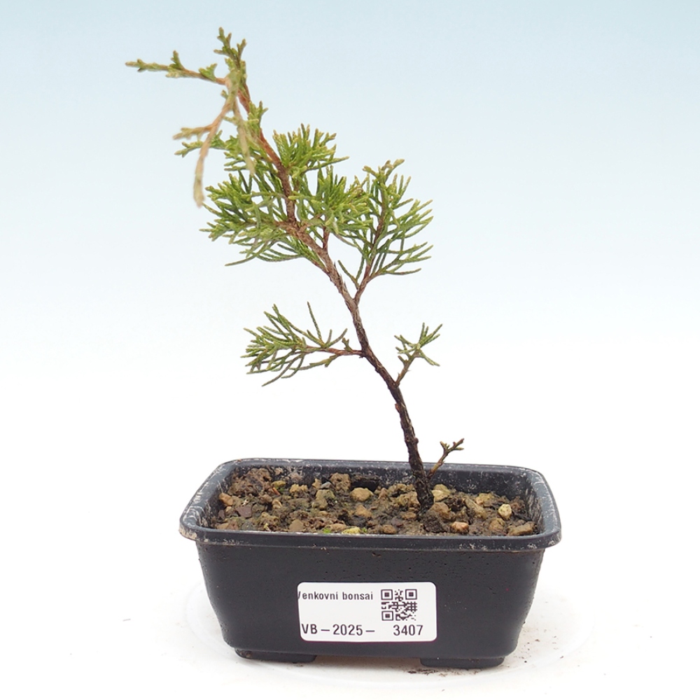 Venkovní bonsai - Juniperus chinensis Itoigawa -Jalovec čínský