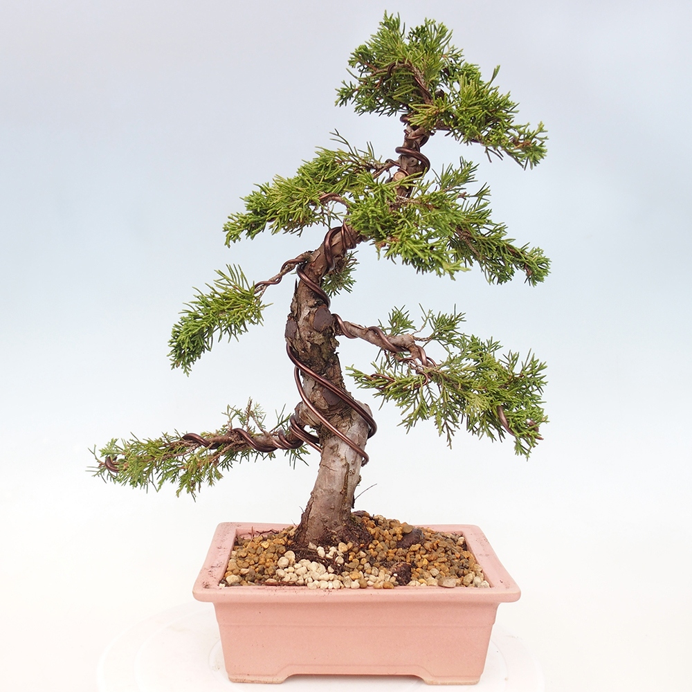 Venkovní bonsai - Juniperus chinensis Itoigawa -Jalovec čínský