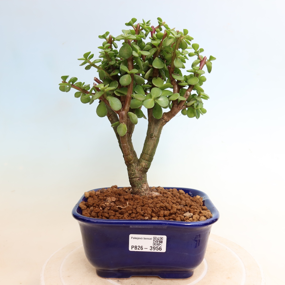 Pokojová bonsai - Portulakaria Afra - Tlustice