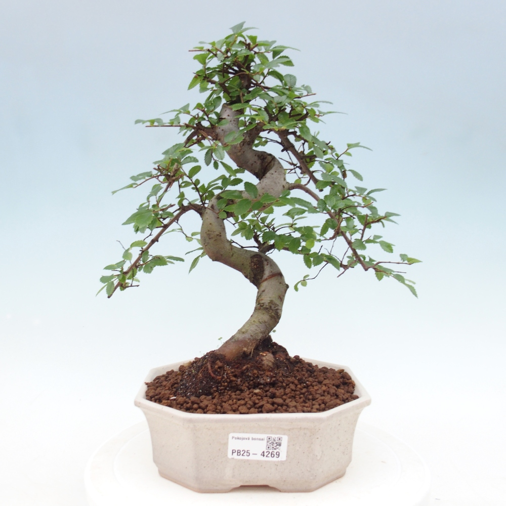 Pokojová bonsai - Ulmus parvifolia - Malolistý jilm
