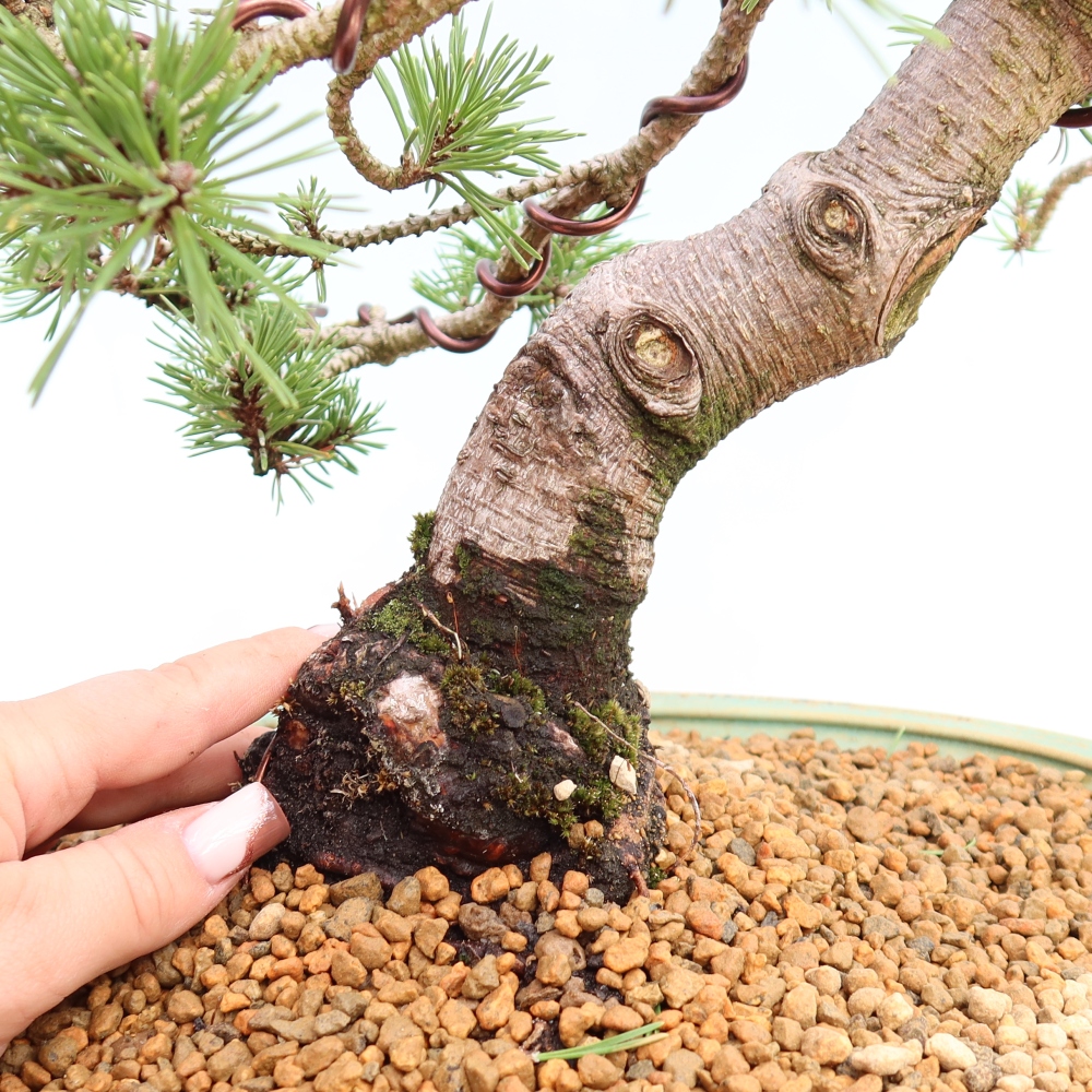 Venkovní bonsai - Pinus mugo Humpy  - Borovice kleč