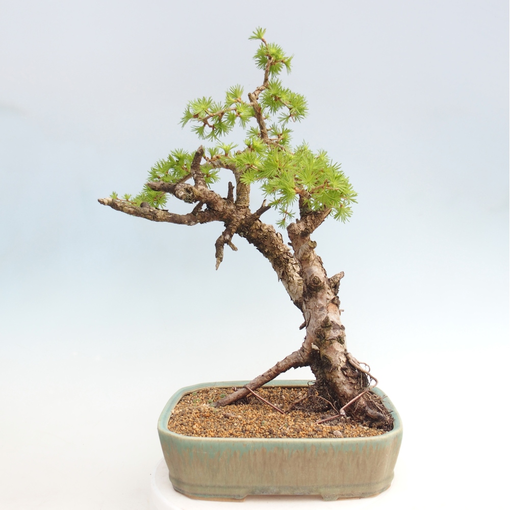 Venkovní bonsai -Larix decidua - Modřín opadavý - Pouze paletová přeprava