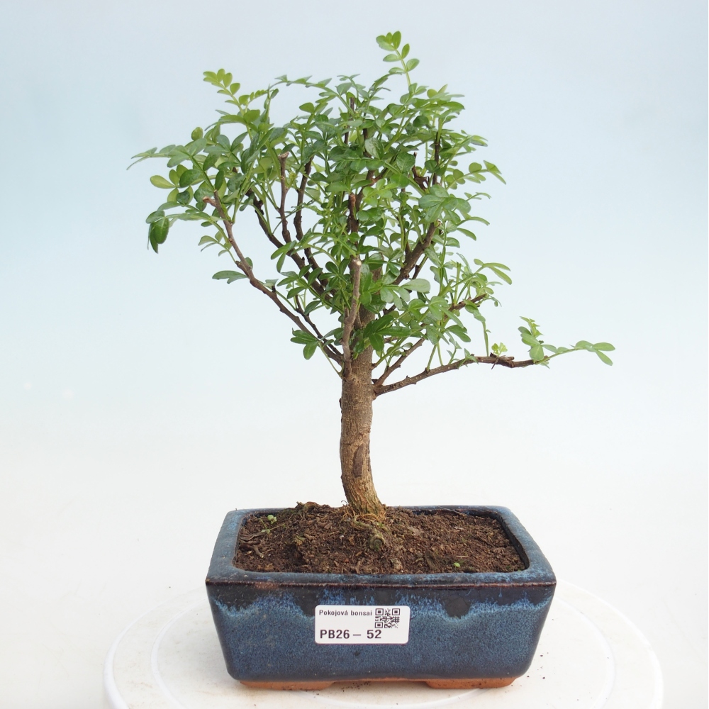 Pokojová bonsai - Zantoxylum piperitum - pepřovník