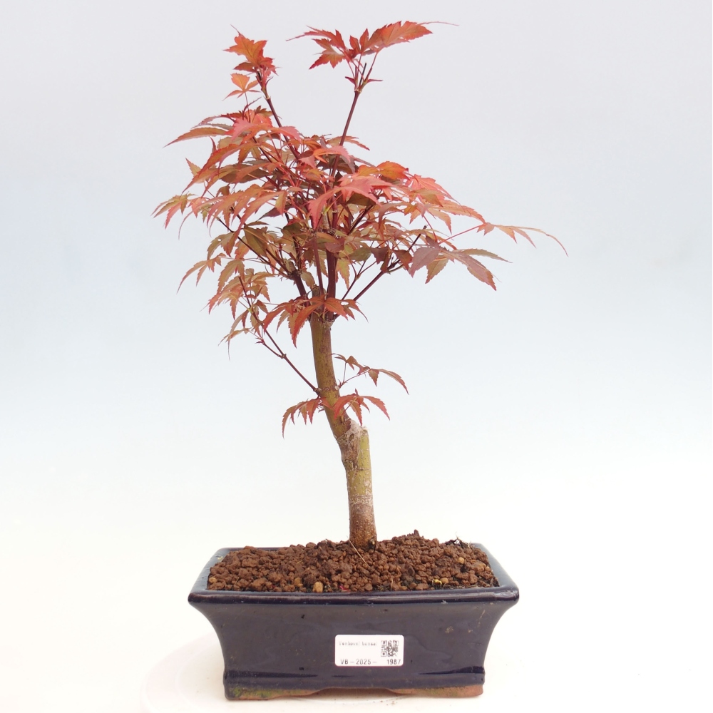 Venkovní bonsai - Acer palm. Atropurpureum-Javor dlanitolistý